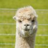 A charming close-up portrait of a fluffy alpaca in a sunny outdoor setting with a green background.