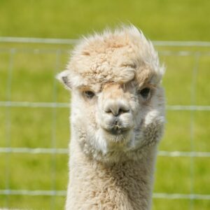 A charming close-up portrait of a fluffy alpaca in a sunny outdoor setting with a green background.