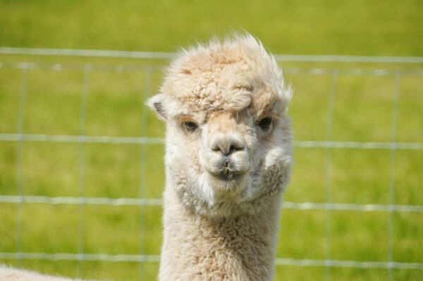 A charming close-up portrait of a fluffy alpaca in a sunny outdoor setting with a green background.