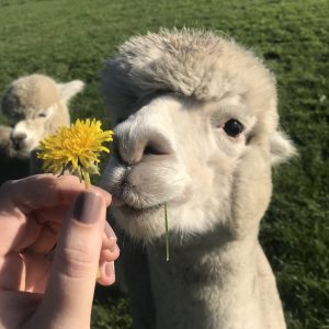 Cadeaubon Alpaca meet en greet